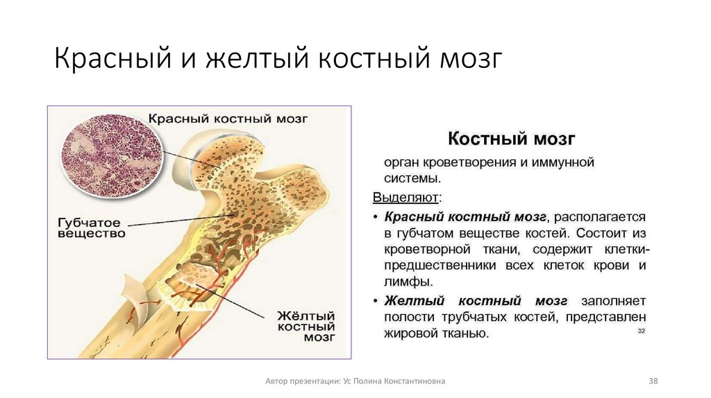 Желтый костный мозг трубчатой кости. Клеточный состав желтого костного мозга. Трубчатая кость желтый костный мозг. Красный костный мозг функции расположение.