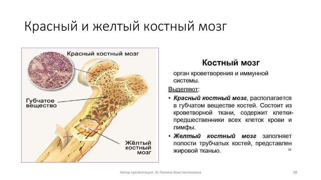 Что такое костный мозг. Желтый костный мозг трубчатой кости. Красный костный мозг и желтый костный мозг. Желтый костный мозг строение. Клеточный состав желтого костного мозга.